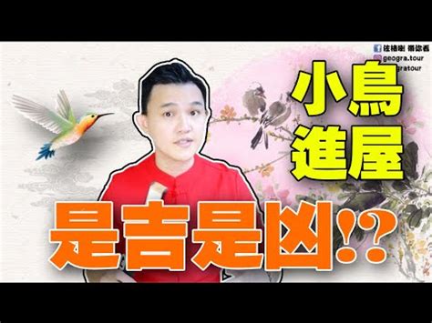 小鳥來家裡|【有鳥飛進家裏】小鳥光臨我家！有鳥飛進屋裡的吉凶。